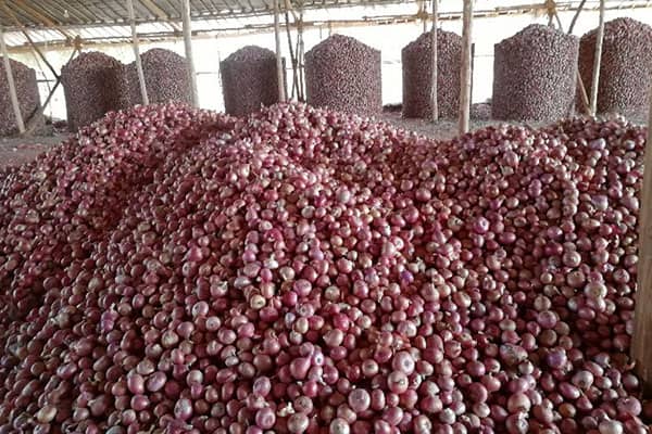 Agro Products - Onions